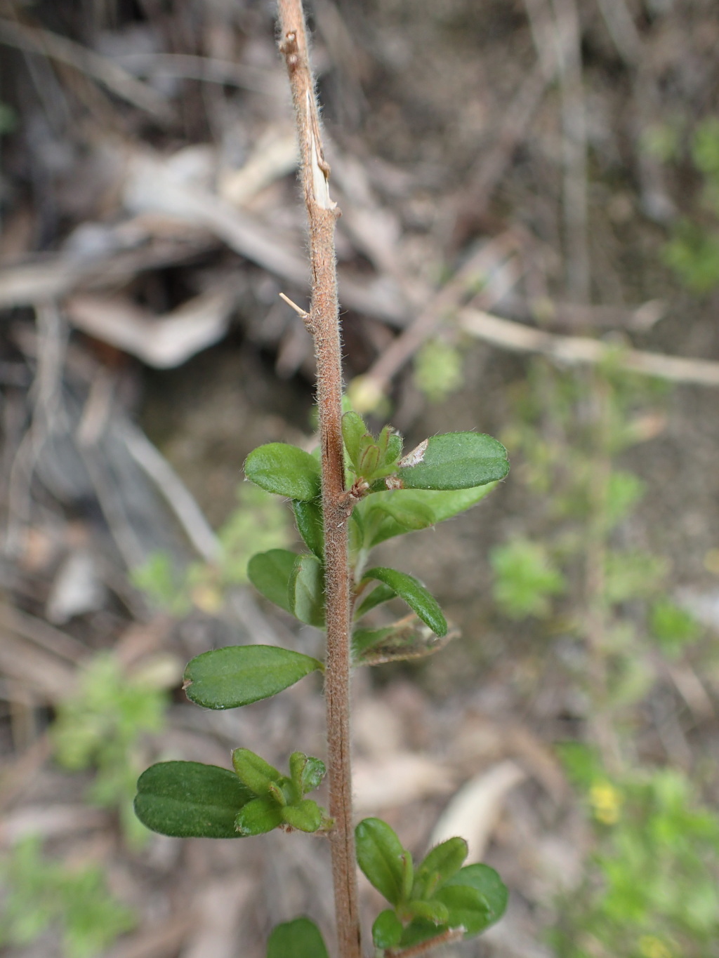 Hibbertia hirticalyx (hero image)
