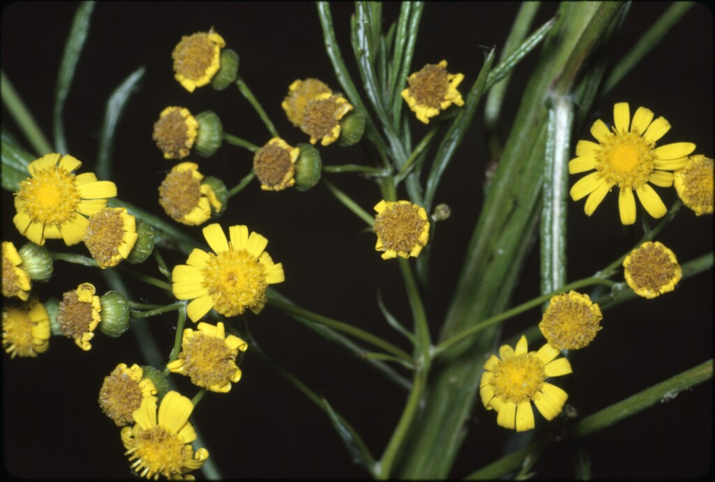 Senecio pterophorus (hero image)