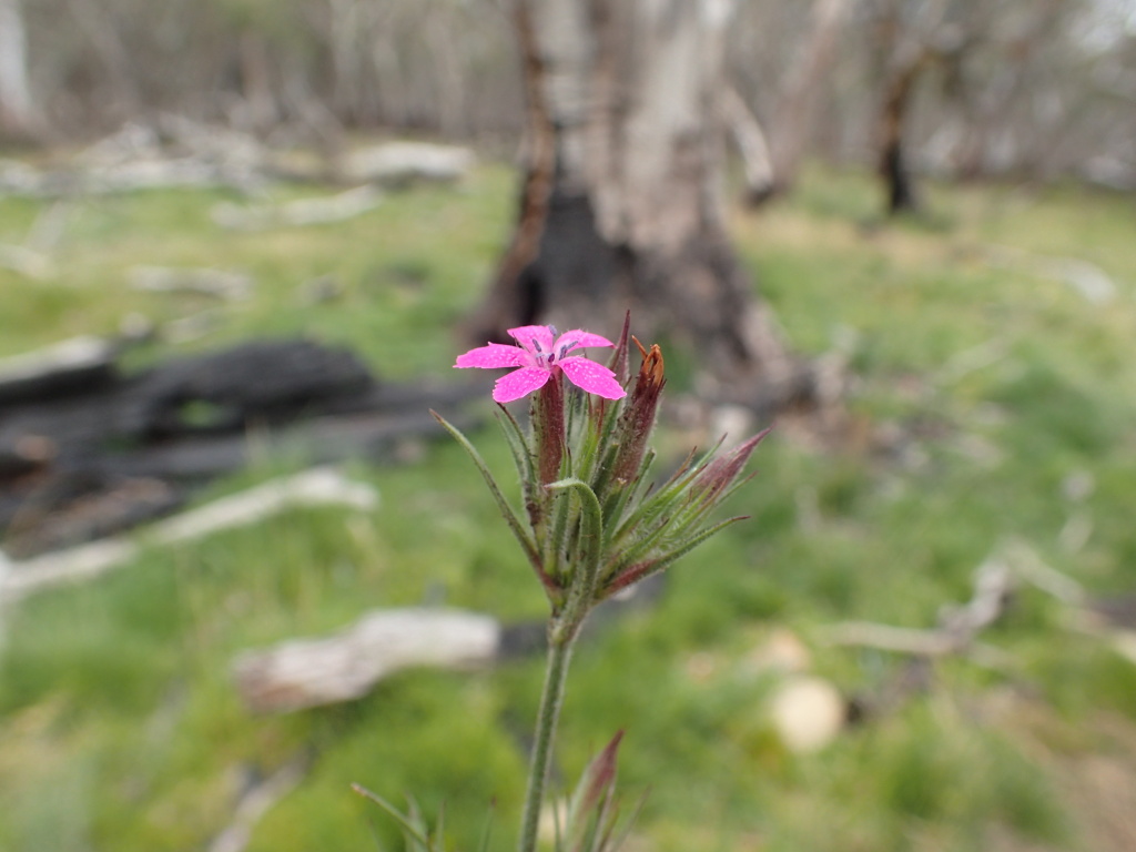 Dianthus (hero image)