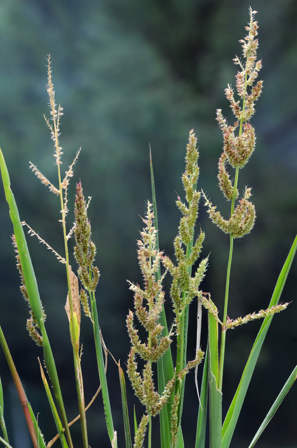 Echinochloa microstachya (hero image)