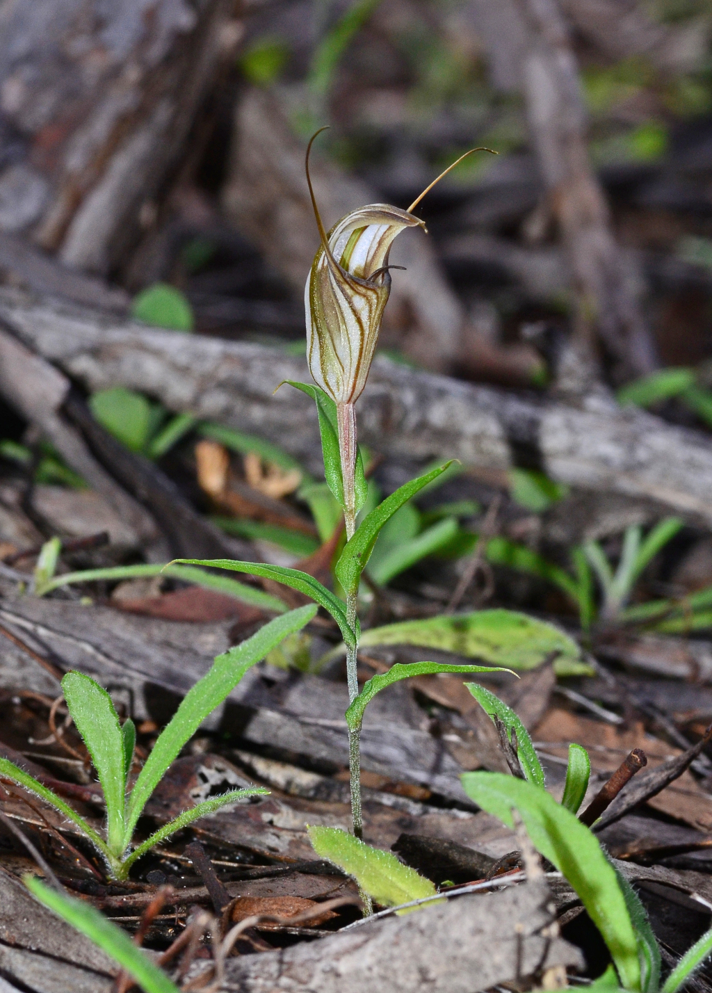 Pterostylis dolichochila (hero image)