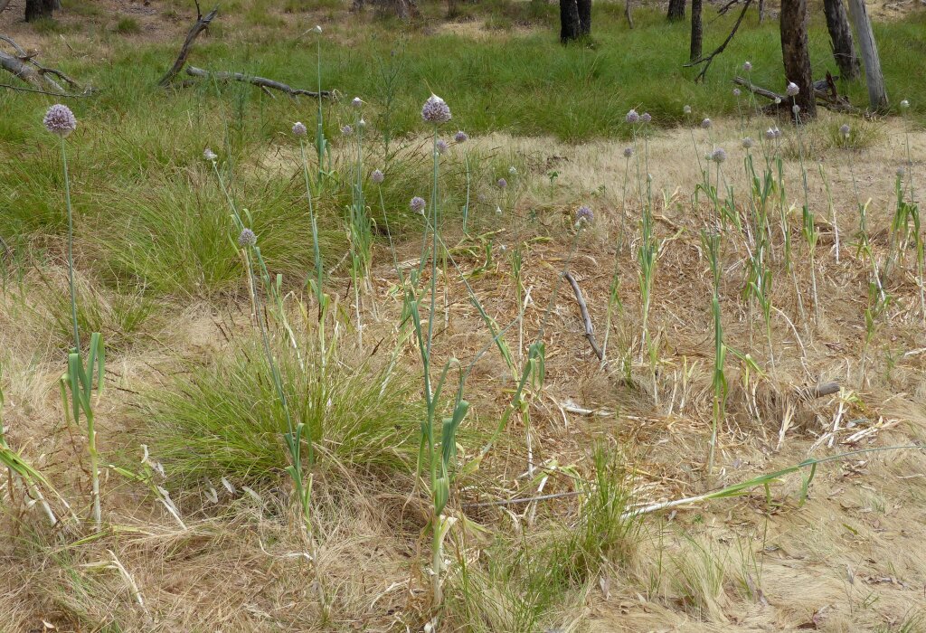 Allium ampeloprasum (hero image)