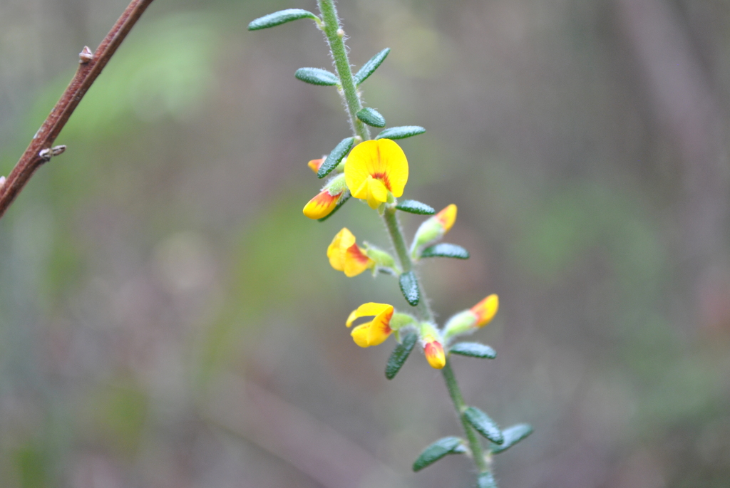 Aotus ericoides (hero image)