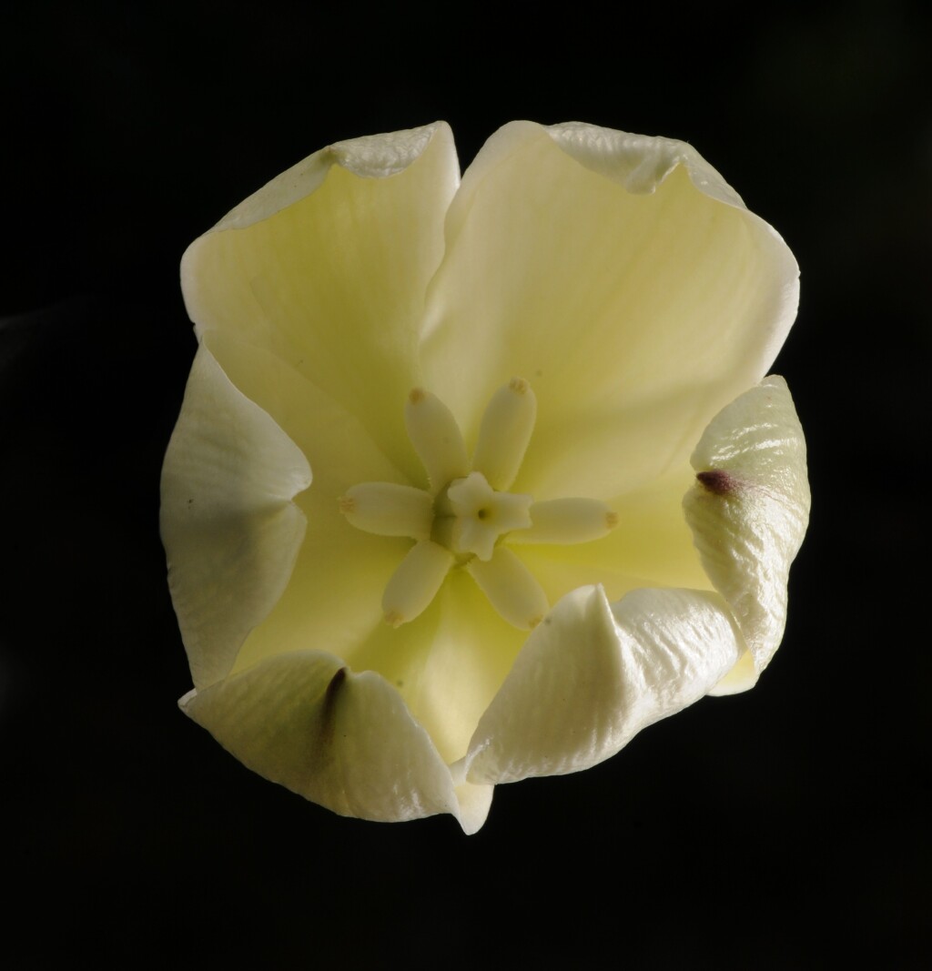 Yucca gloriosa (hero image)