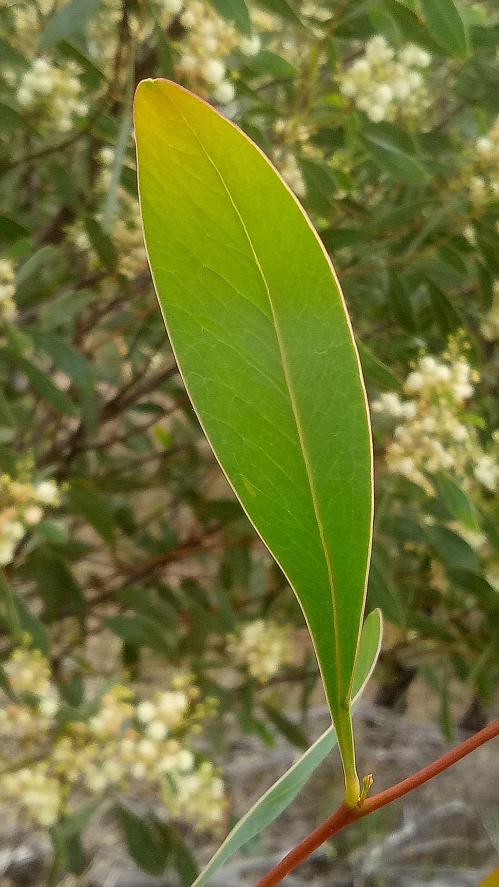 Acacia penninervis var. penninervis (hero image)