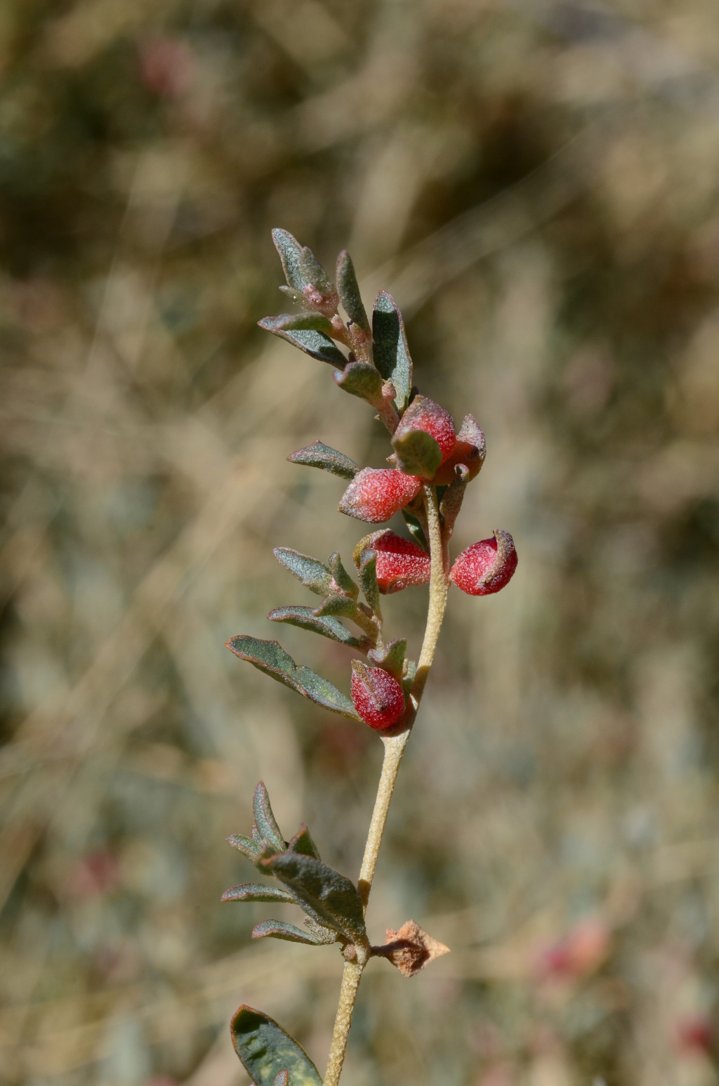 Atriplex semibaccata (hero image)