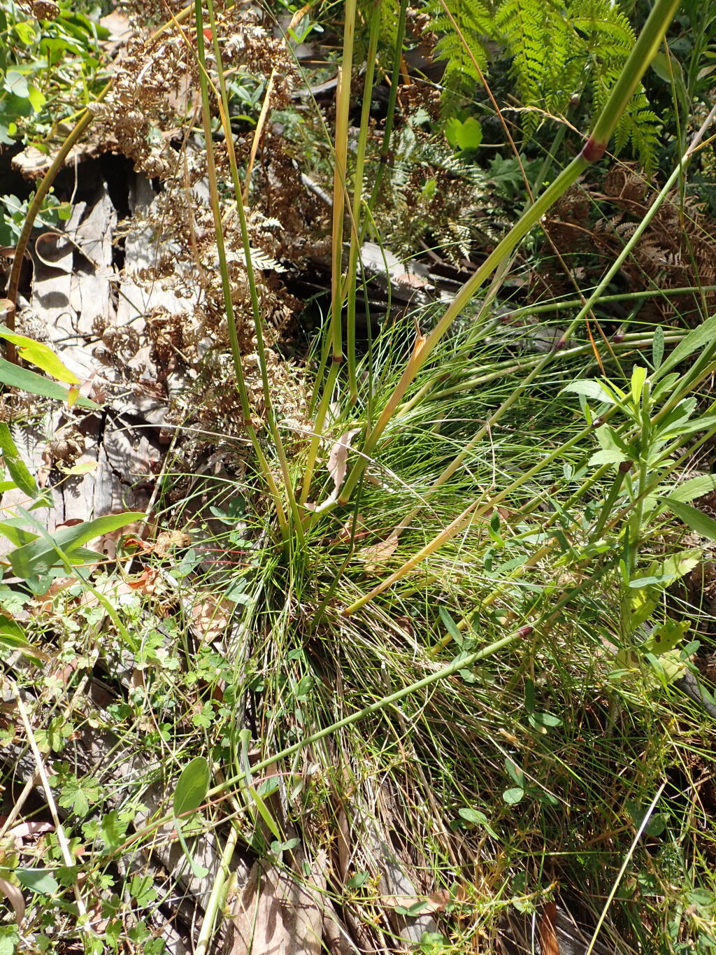 Hookerochloa (hero image)