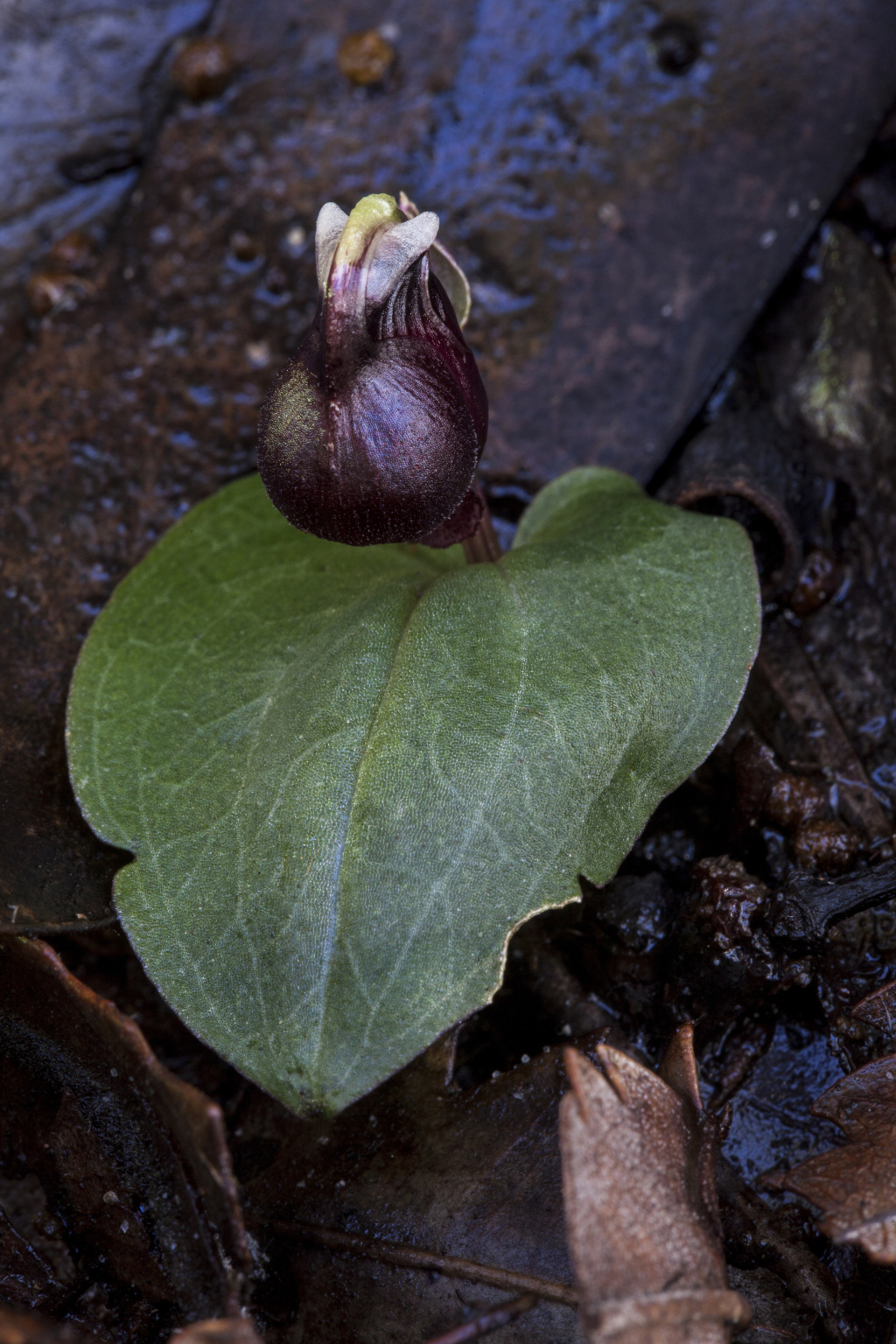 Corybas unguiculatus (hero image)