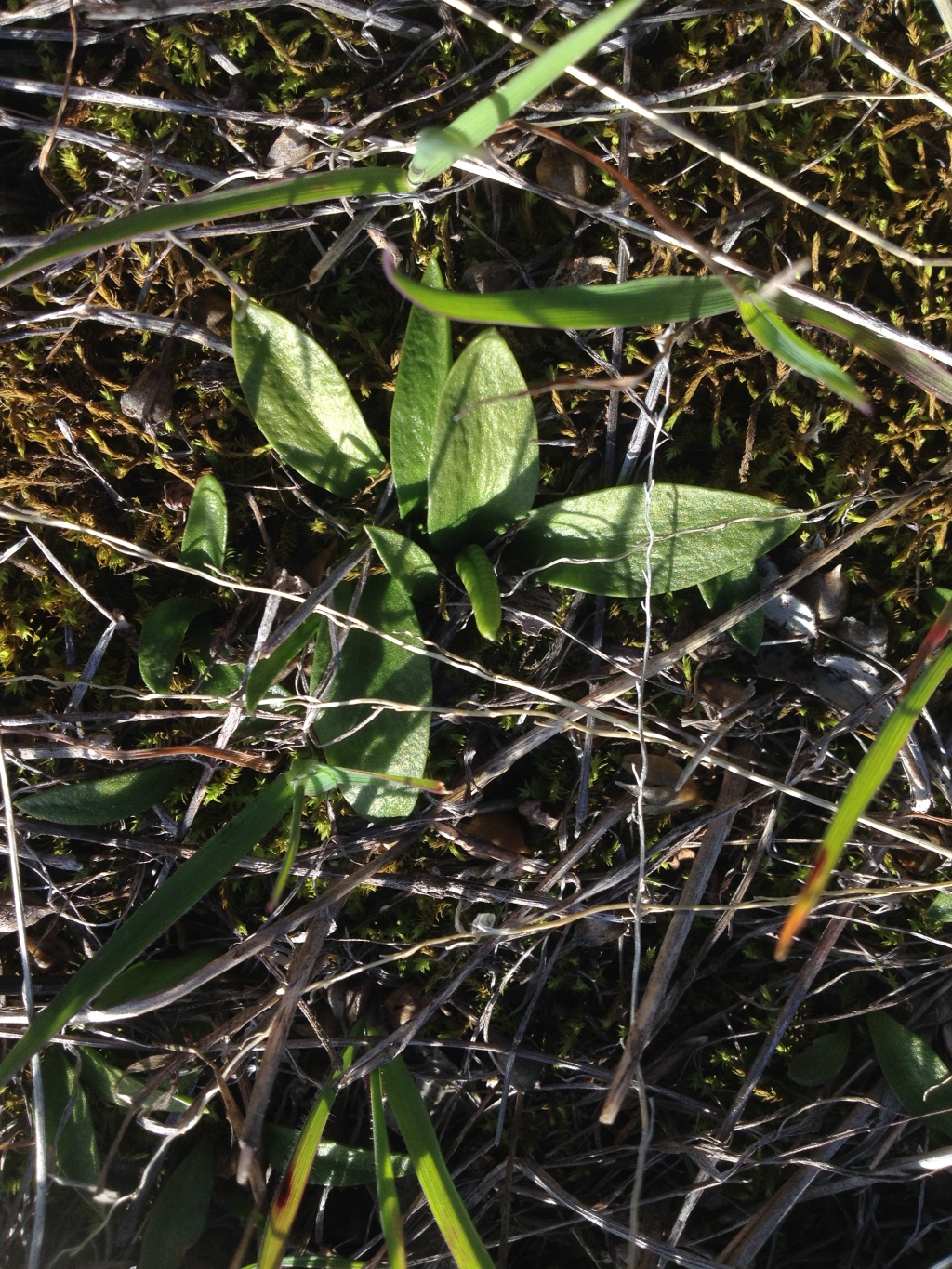 Ophioglossaceae (hero image)