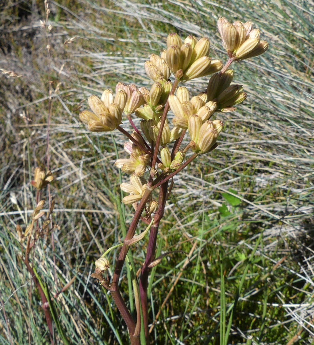 Aciphylla simplicifolia (hero image)