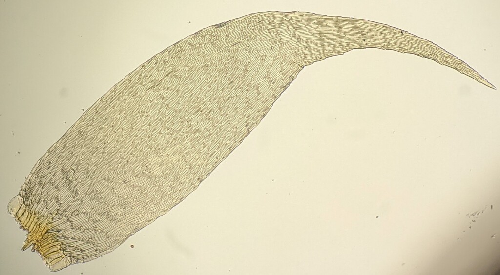 Sematophyllum uncinatum (hero image)