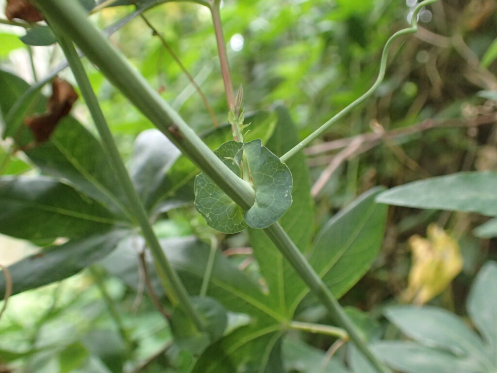 Passiflora caerulea (hero image)