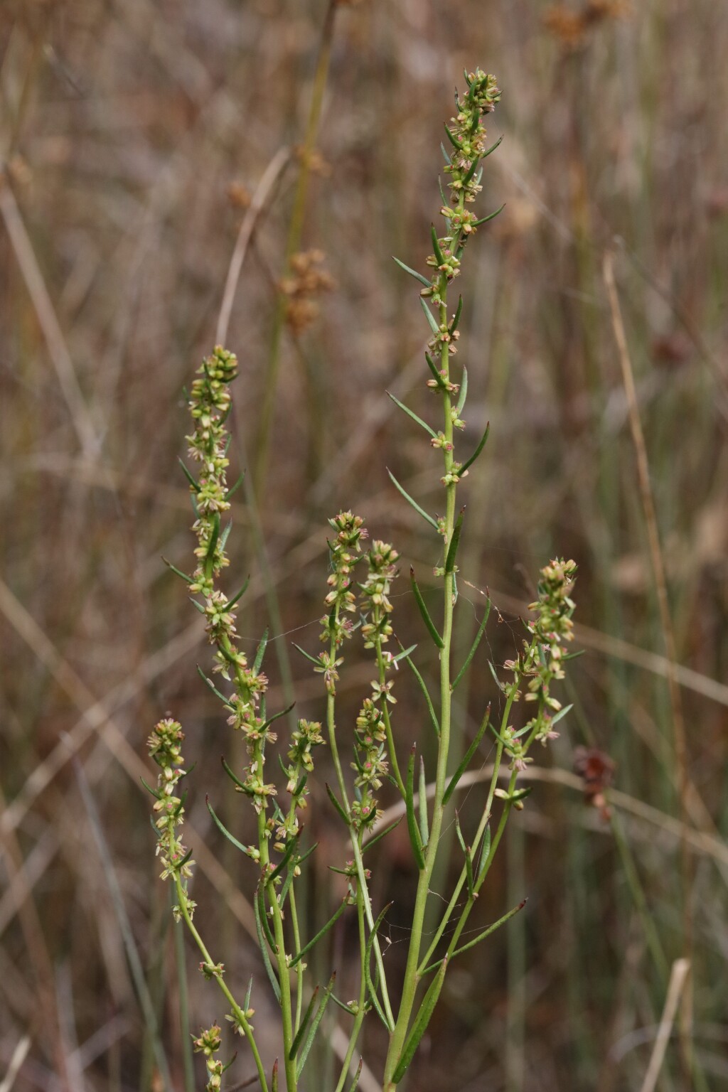 Haloragis myriocarpa (hero image)