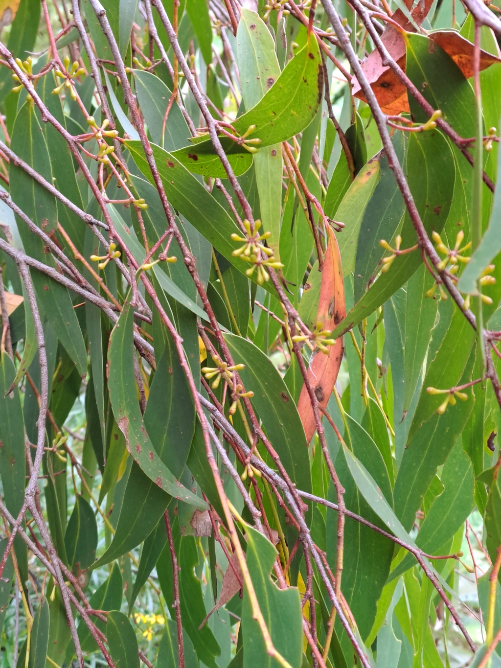 Eucalyptus regnans (hero image)