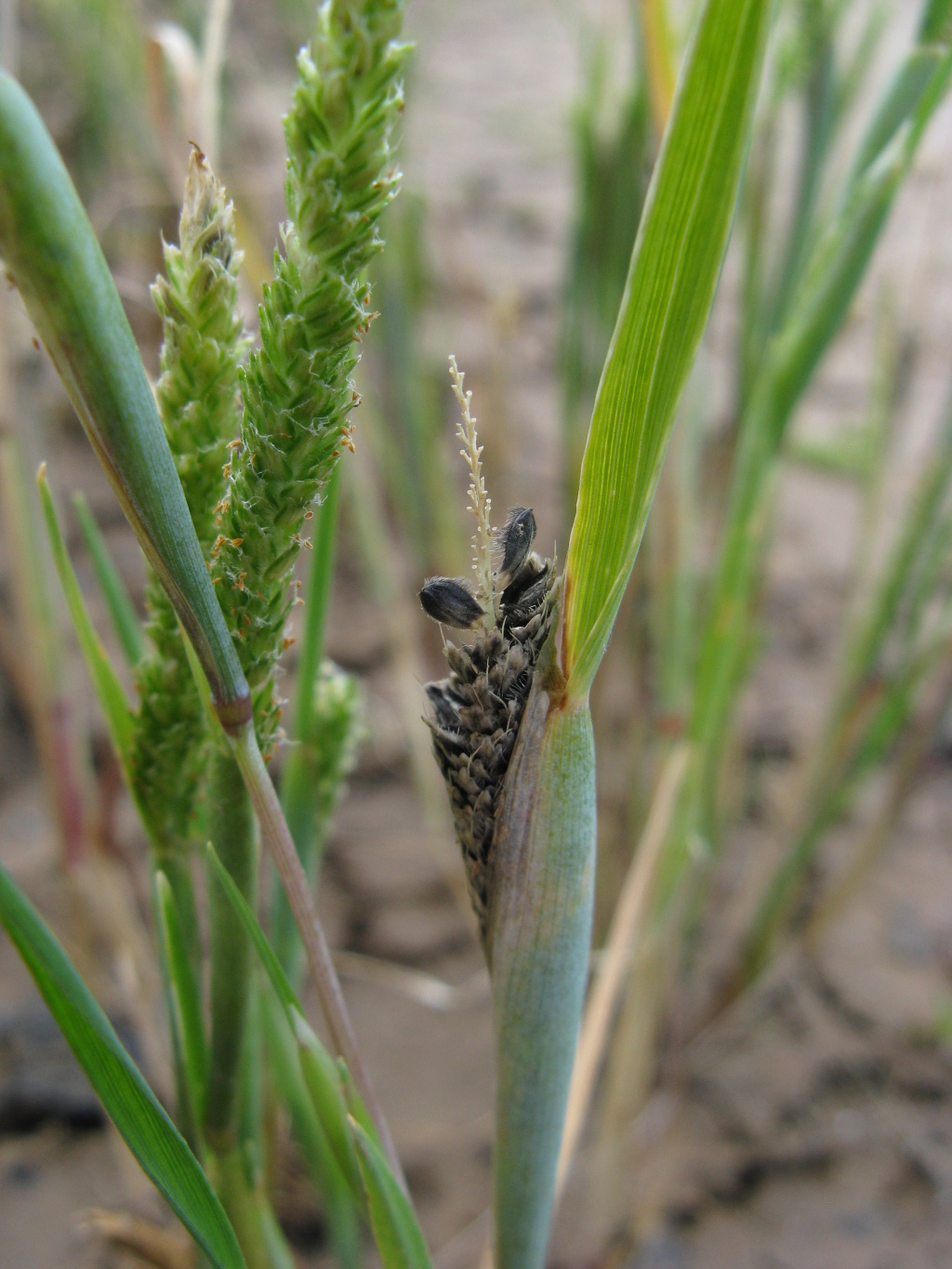 Alopecurus geniculatus (hero image)