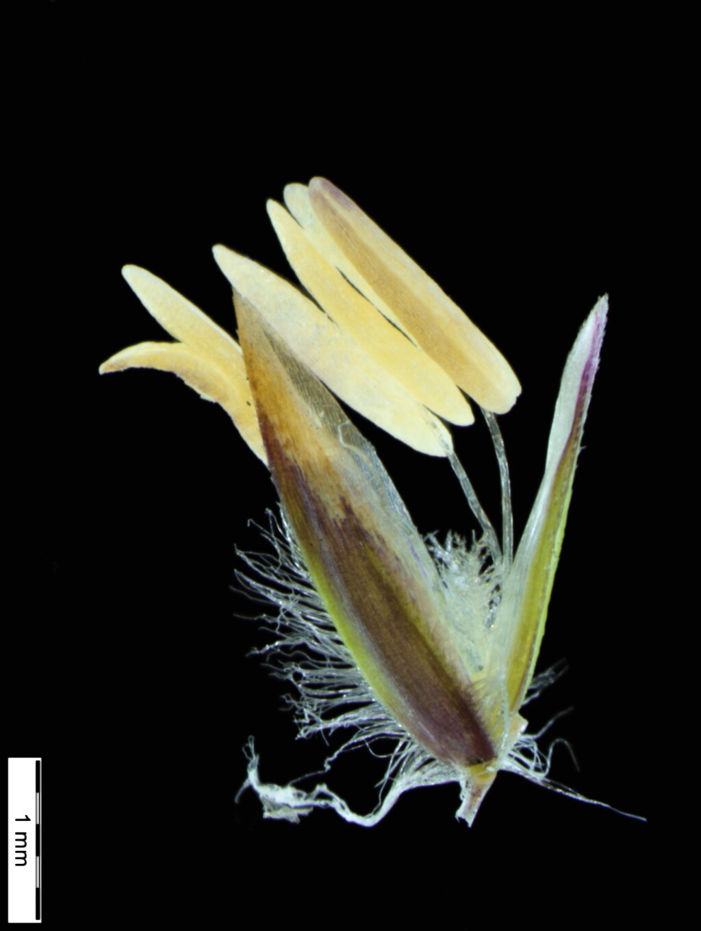 Poa bulbosa (hero image)