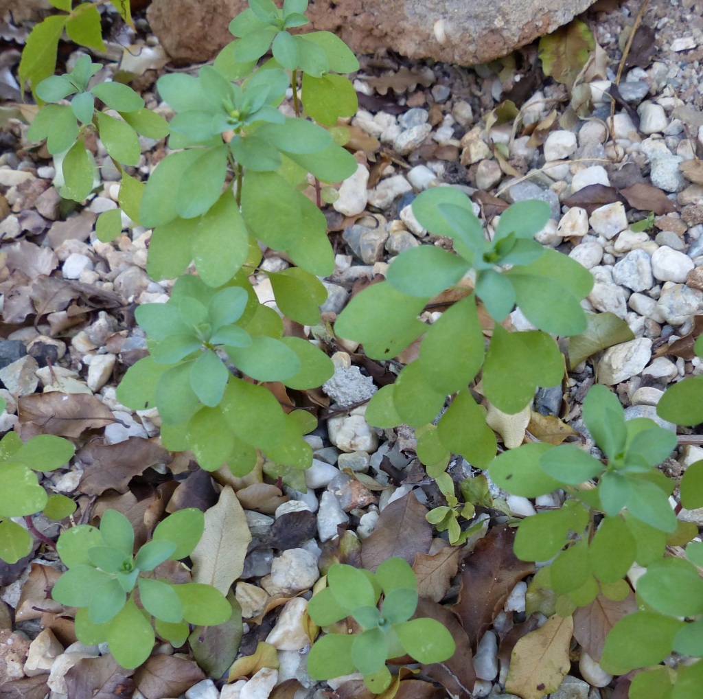 Euphorbia peplus (hero image)