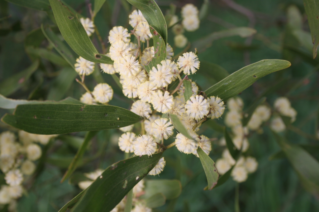 Acacia melanoxylon (hero image)