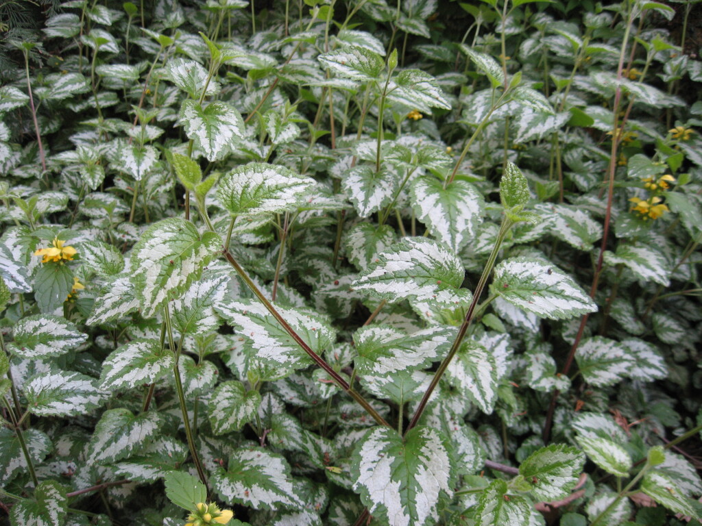 Lamium argentatum (hero image)