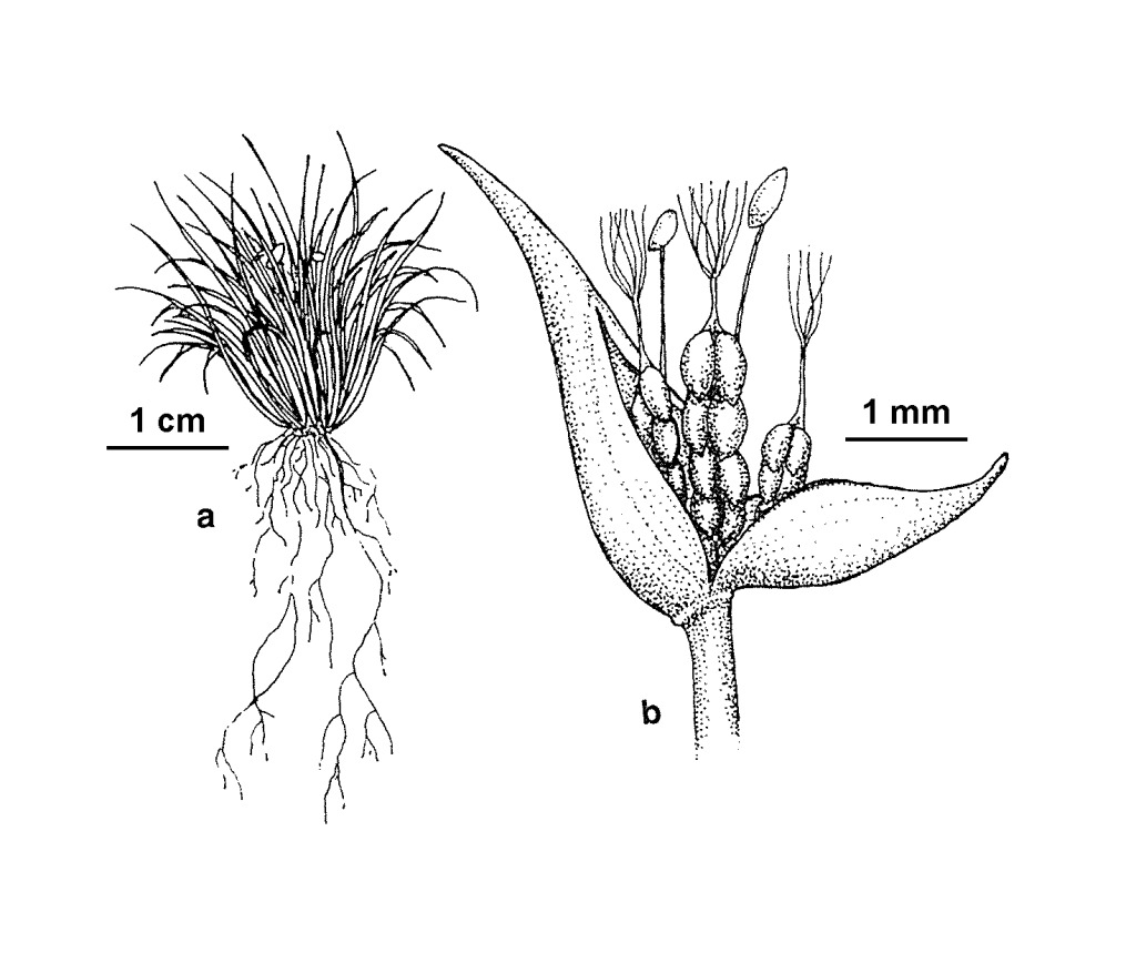 Centrolepis cephaloformis (hero image)