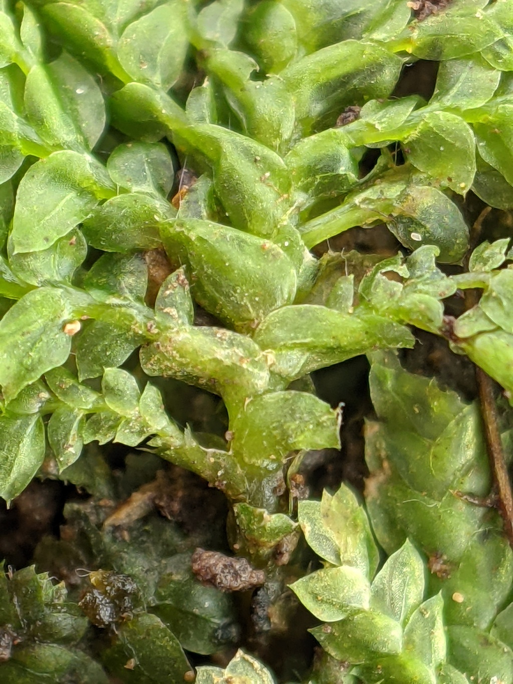 Hypopterygium tamarisci (hero image)