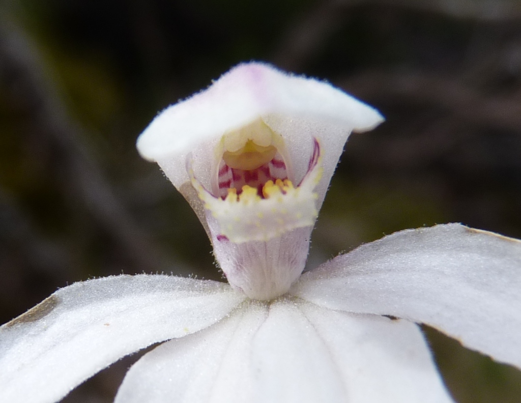 Caladenia alpina (hero image)