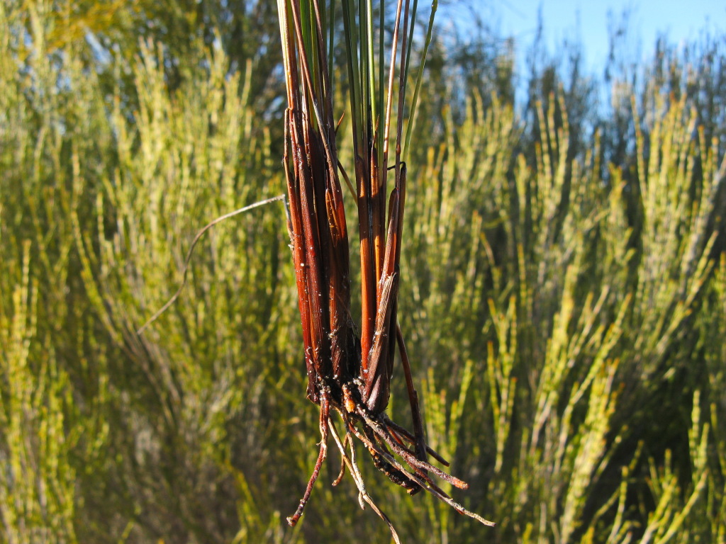 Lepidosperma carphoides (hero image)