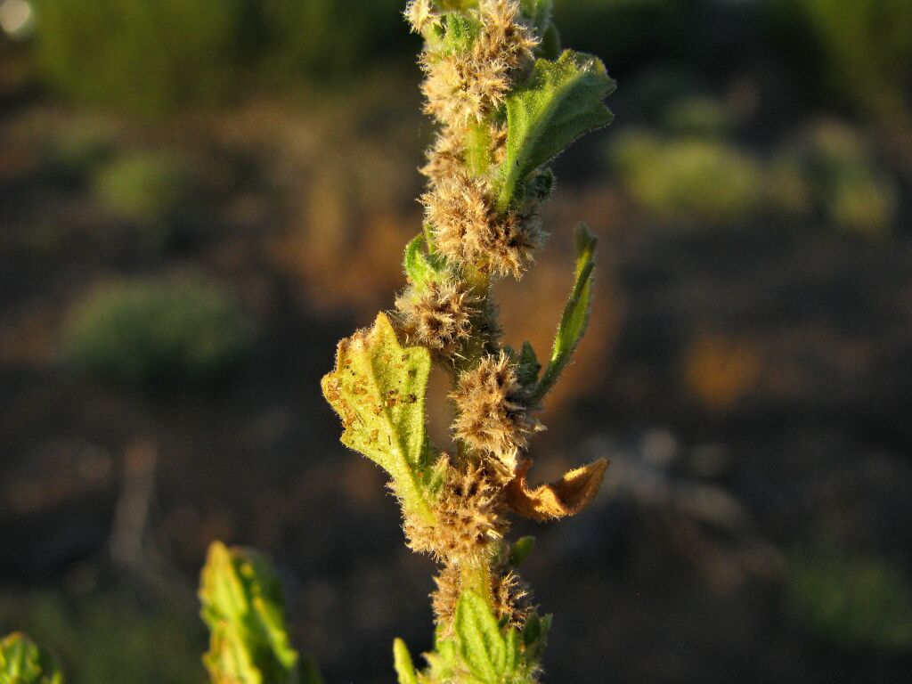 Dysphania cristata (hero image)