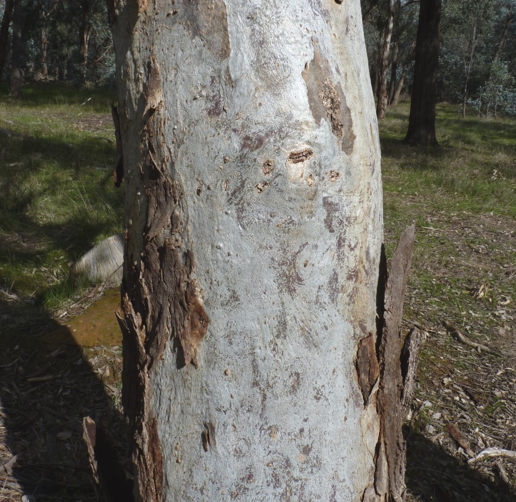 Eucalyptus blakelyi (hero image)