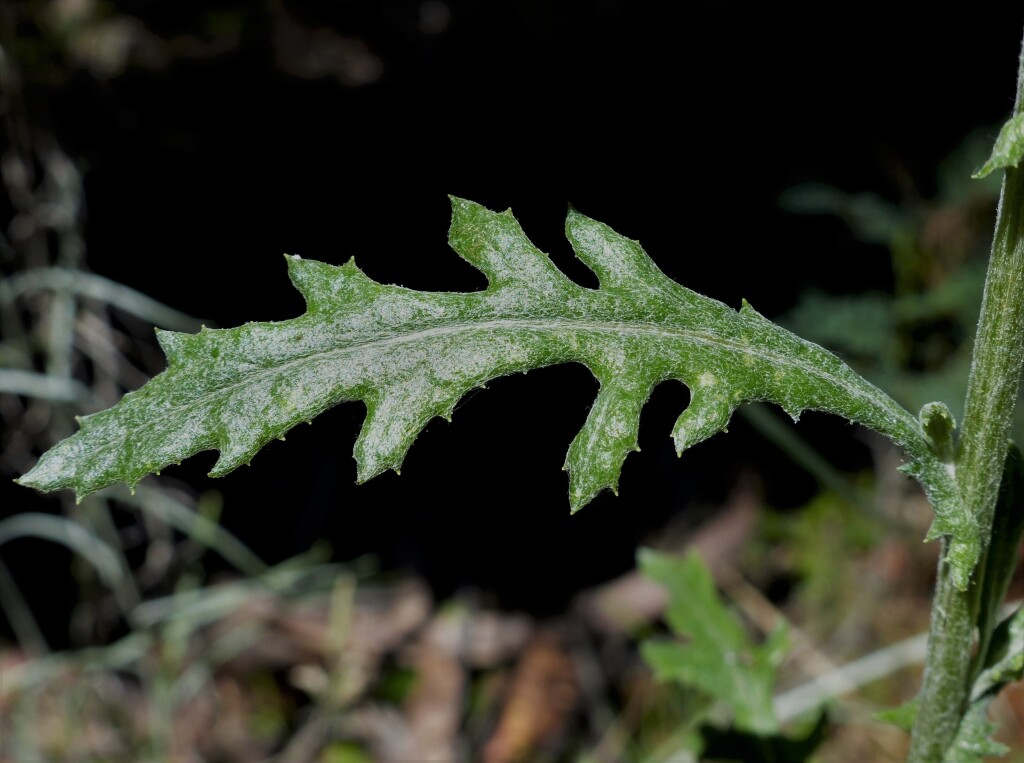 Senecio glomeratus (hero image)