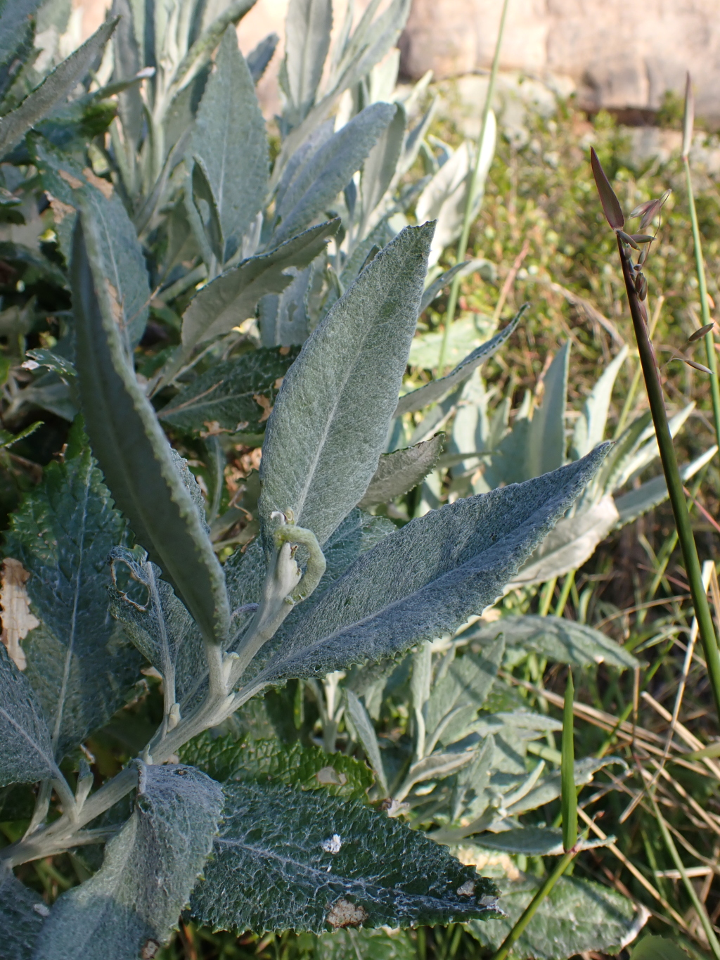 Senecio hypoleucus (hero image)