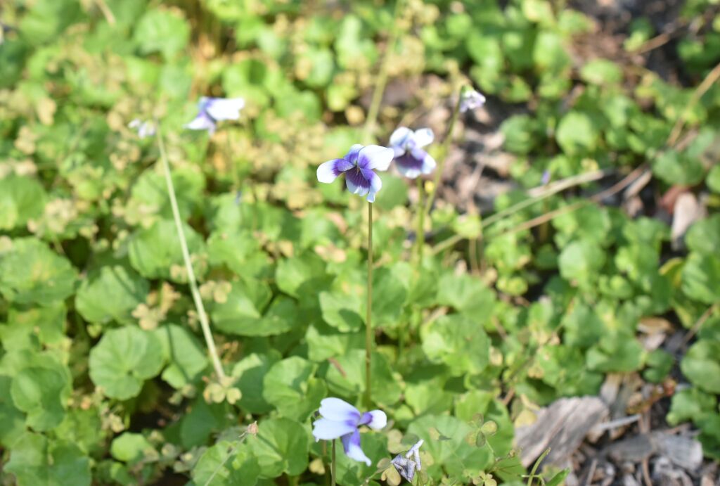 Violaceae (hero image)