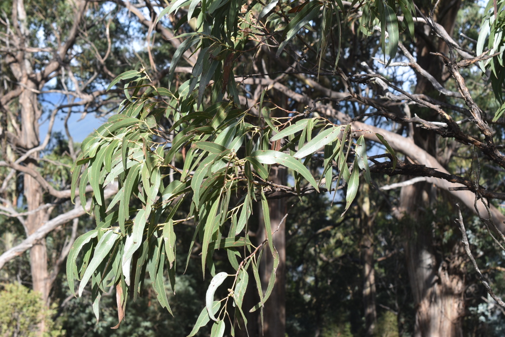 Eucalyptus nitens (hero image)