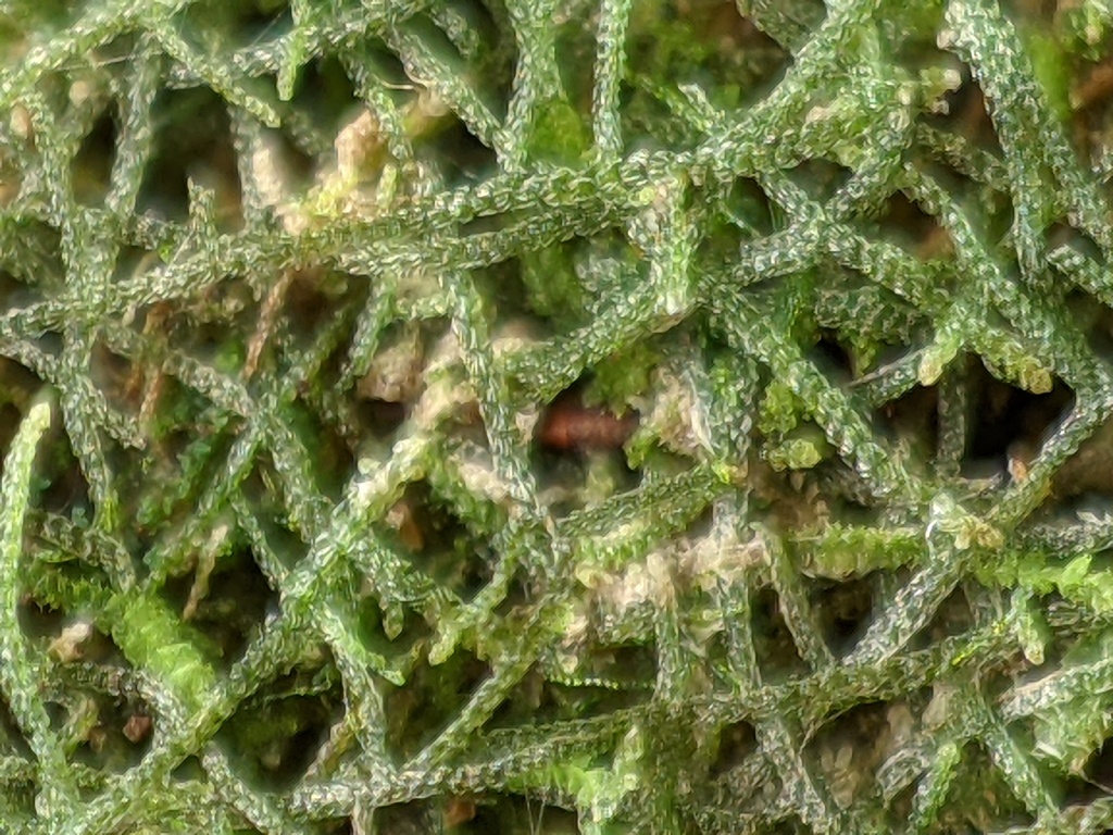 Psiloclada (hero image)