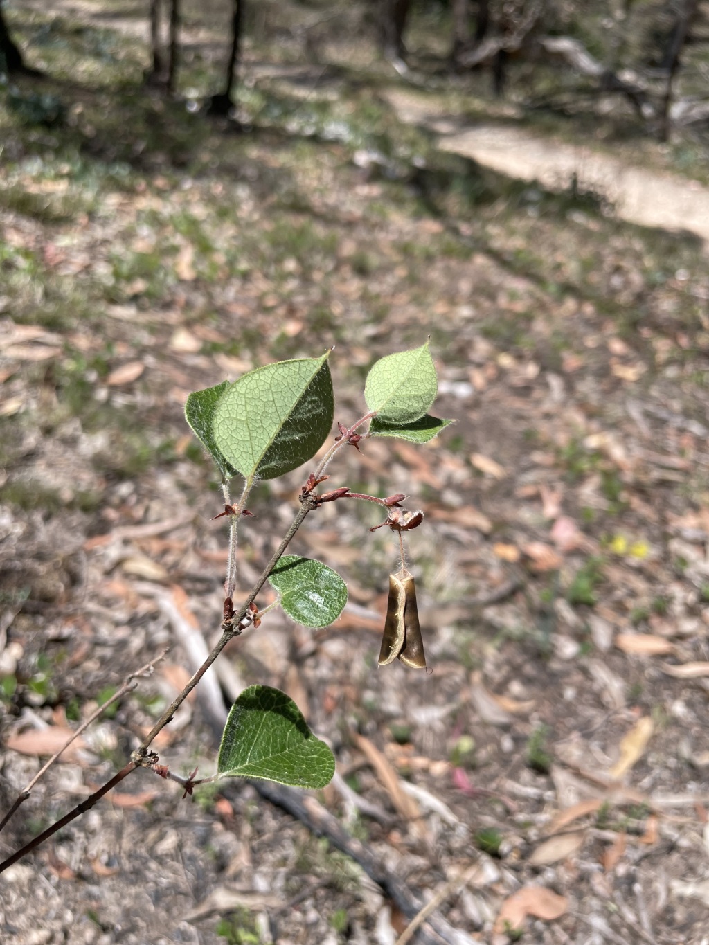 Platylobium montanum subsp. prostratum (hero image)