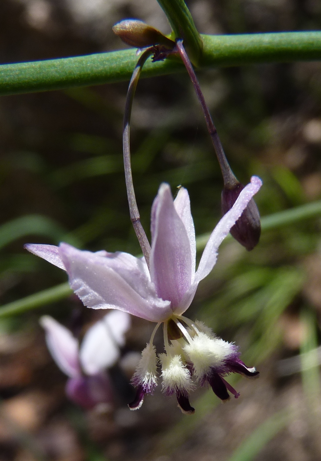 Arthropodium (hero image)