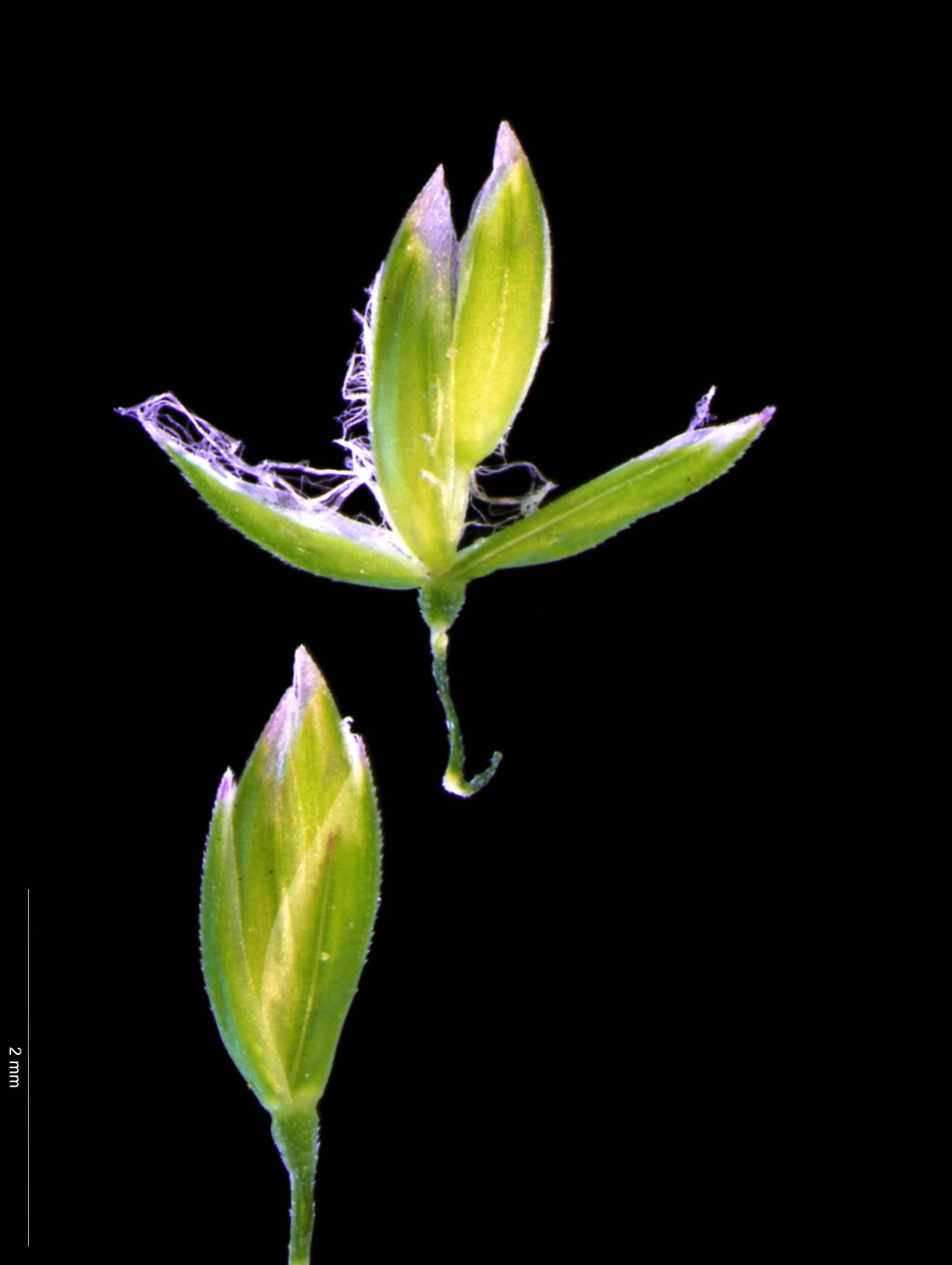 Poa trivialis (hero image)