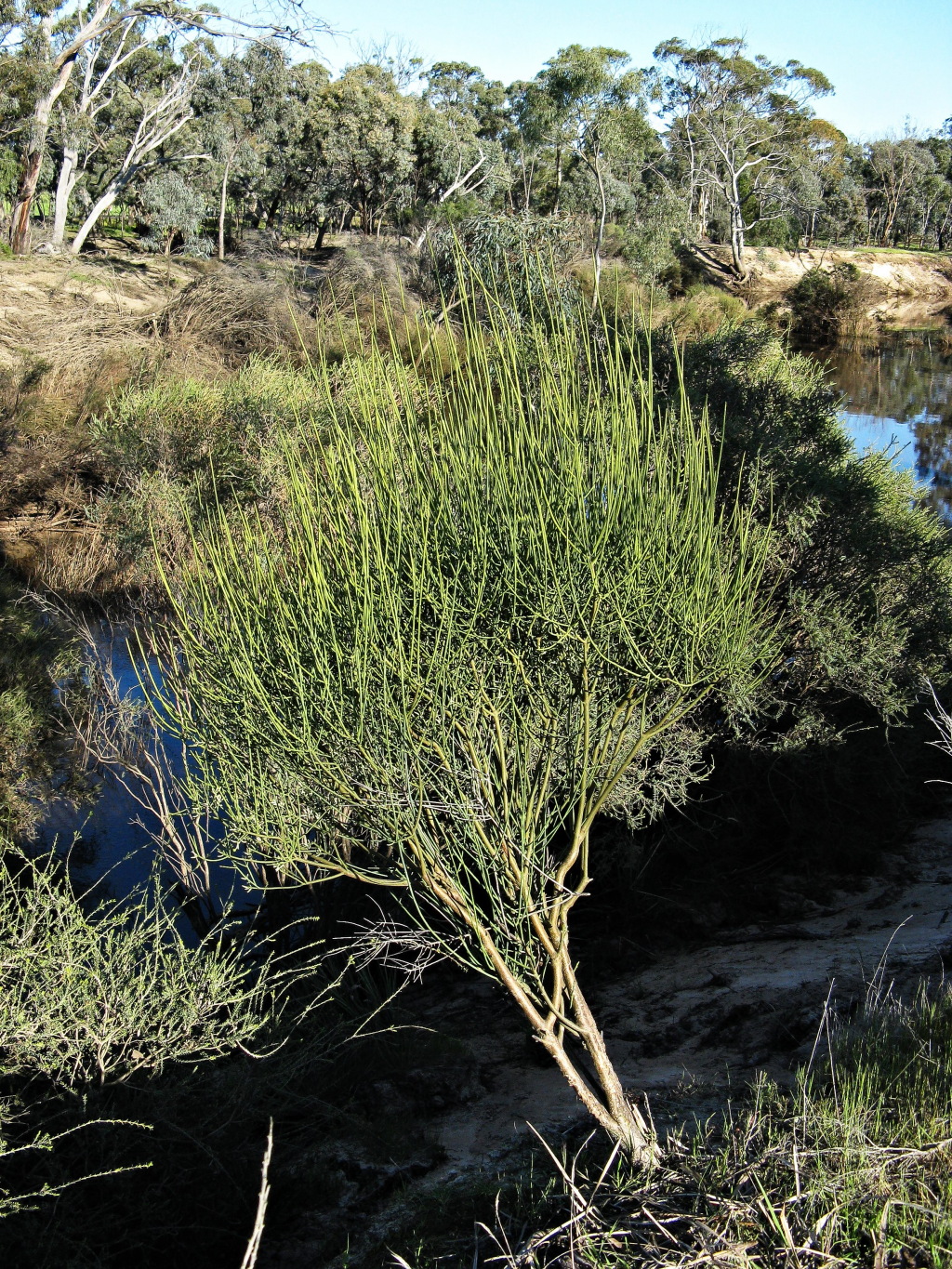 Leptomeria aphylla (hero image)