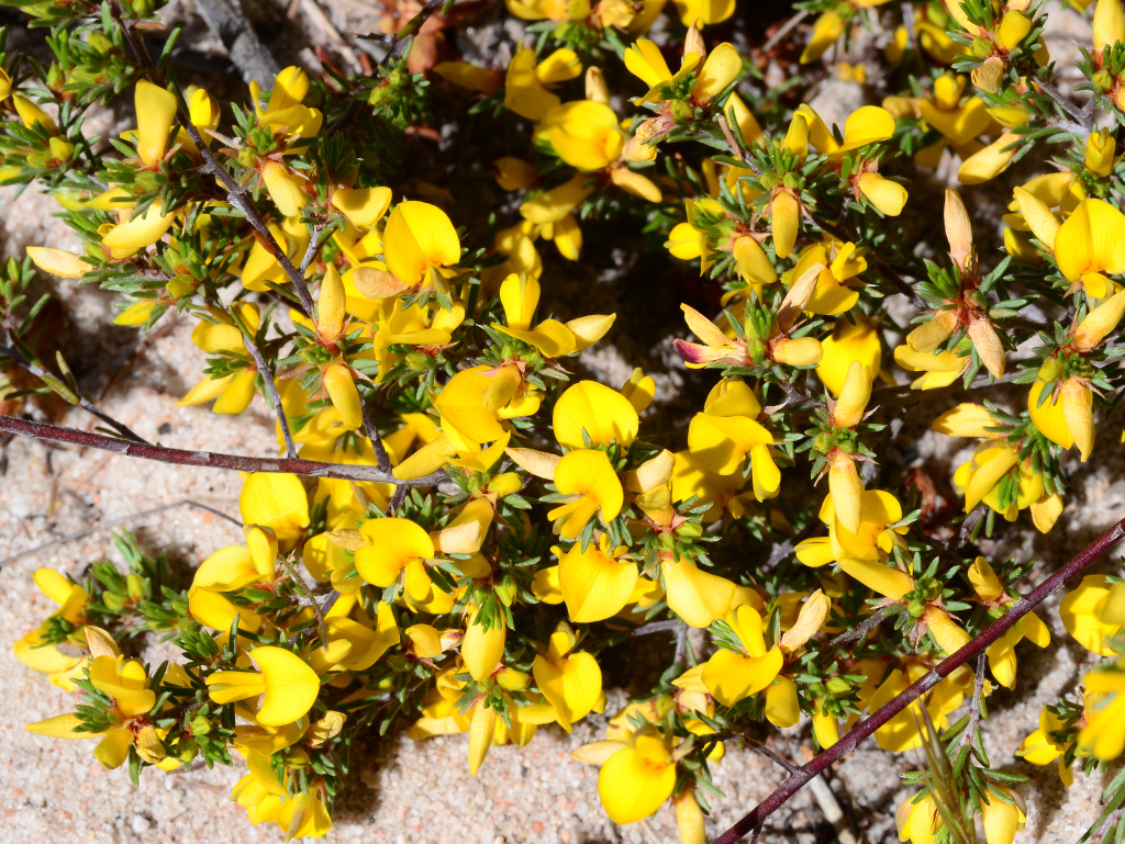 Pultenaea tenuifolia (hero image)