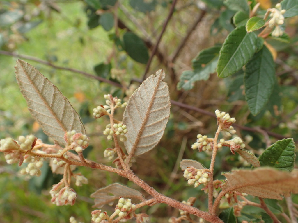 Pomaderris prunifolia (hero image)