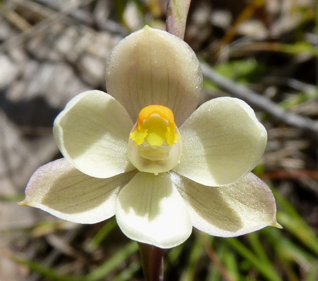 Thelymitra rubra (hero image)