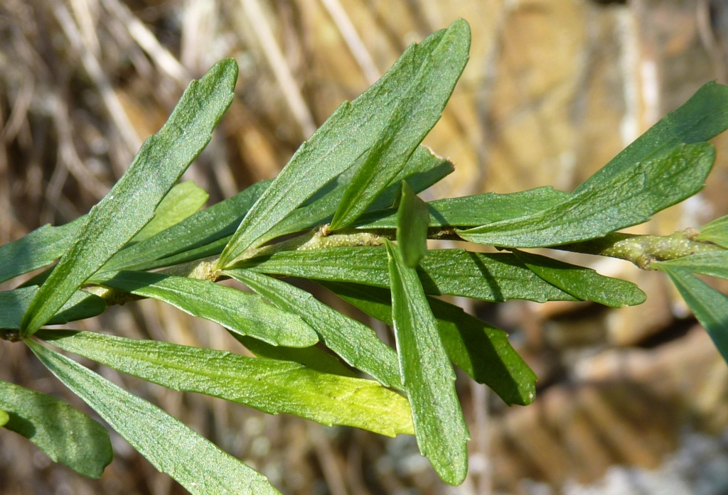 Melicytus dentatus (hero image)