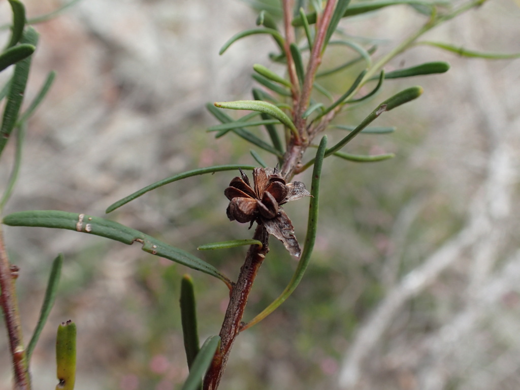 Crowea exalata subsp. exalata (hero image)