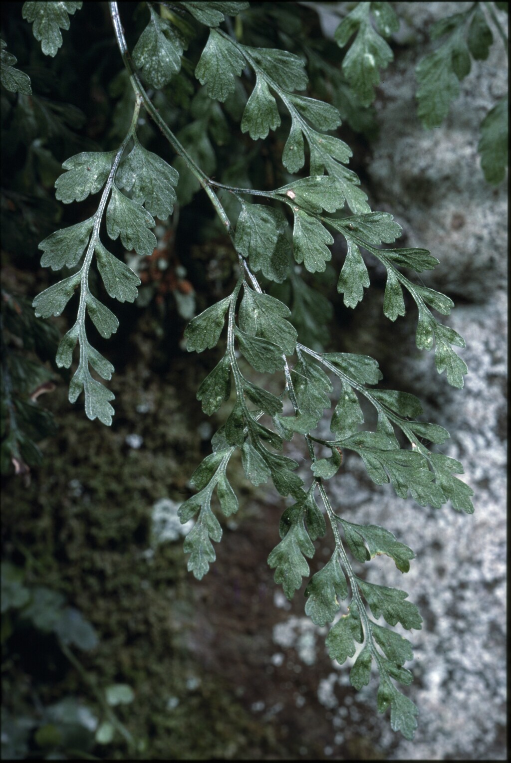 Asplenium hookerianum (hero image)