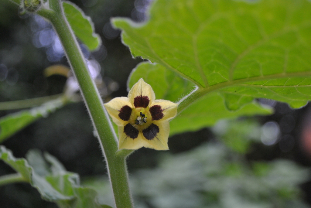 Physalis peruviana (hero image)