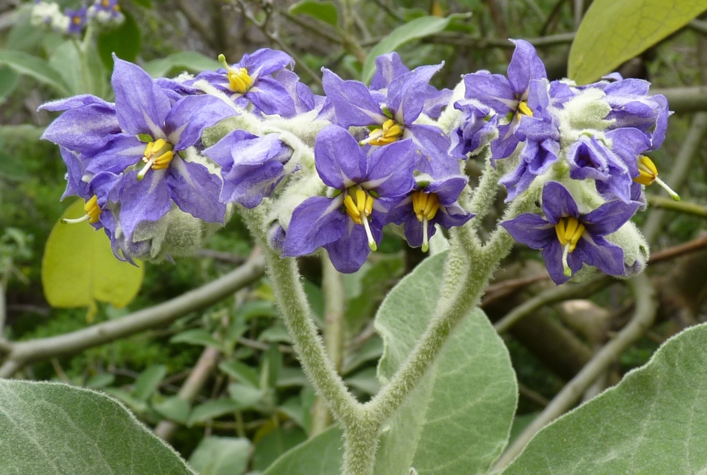 Solanum mauritianum (hero image)