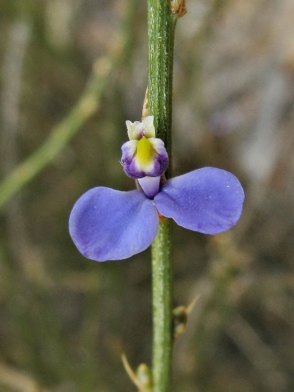 Polygalaceae (hero image)