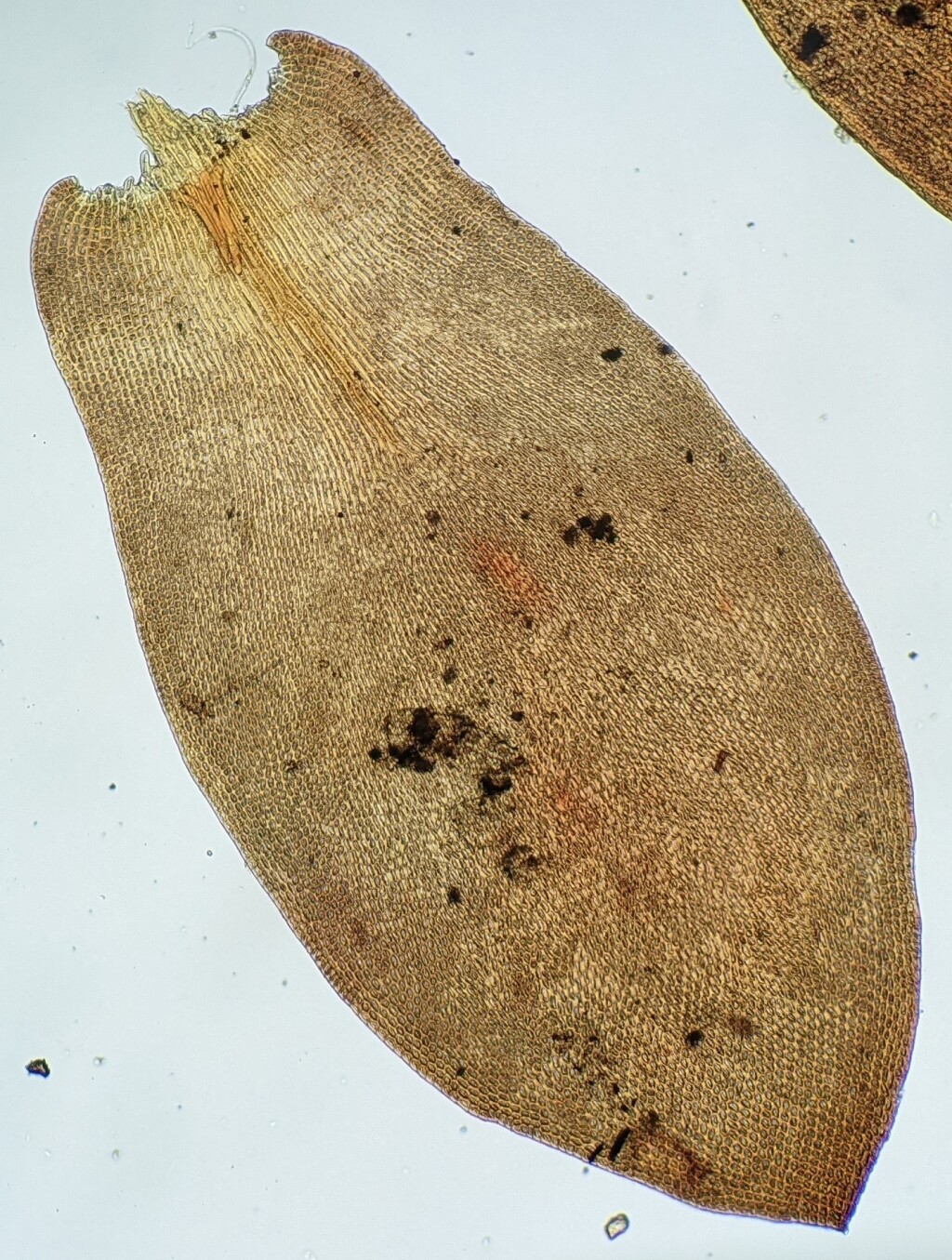 Andreaea nitida (hero image)