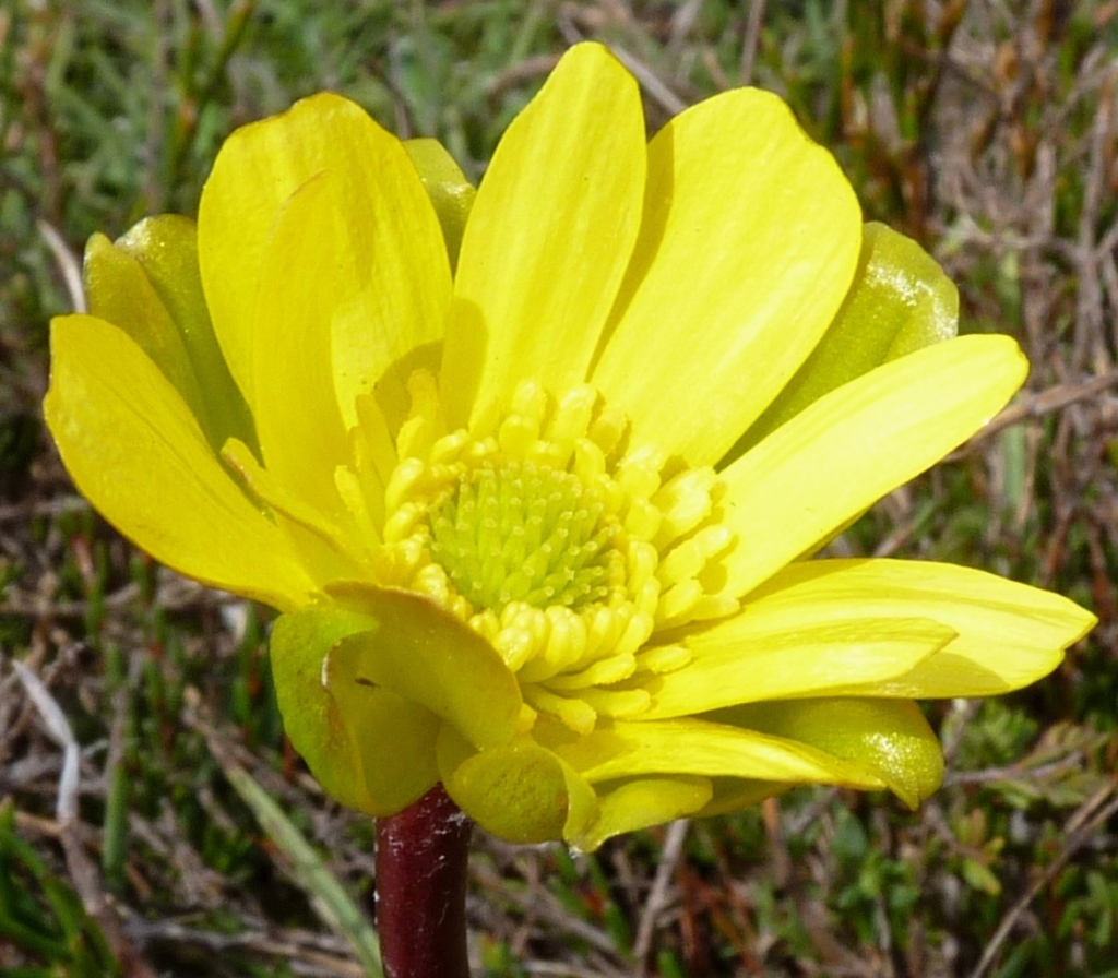 Ranunculus gunnianus (hero image)