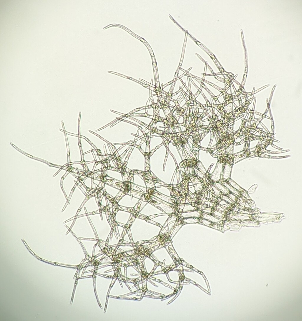 Trichocoleaceae (hero image)